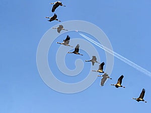 Large Common Crane Flocks, Grus grus flaing in HortobÃÂ¡gy National Park, Hungary photo