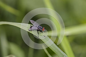 Large common fly, sits comfortably on the blade of grass