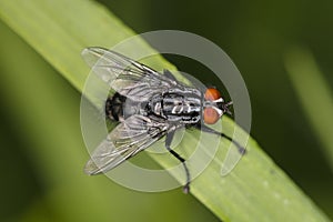 Large common fly, sits comfortably on the blade of grass, view f