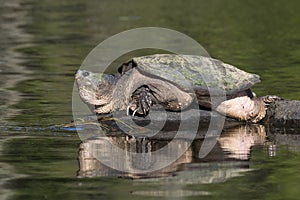 Large Common Snapping Turtle basking on a rock - Ontario, Canada