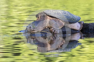 Large Common Snapping Turtle basking on a rock - Ontario, Canada