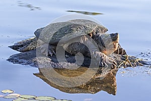 Large Common Snapping Turtle basking on a rock - Ontario, Canada