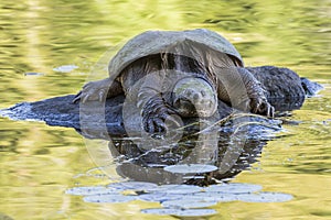 Large Common Snapping Turtle basking on a rock - Ontario, Canada