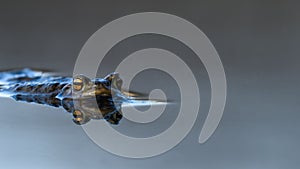 Large common toad, european toad Bufo bufo floating in the water