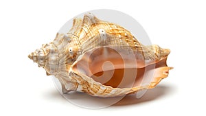 A large con conch shell on a white background (ai generated)