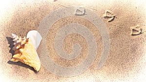 Large Conch Shell on the Beach 1