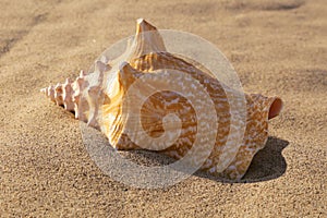Large Conch Shell on the Beach 3