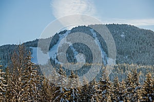 Large coniferous forest nature background - snow-covered trees, bare trunks and sun rays through the branches. Snow drifts