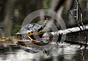 Large Cooter turtle basking on Suwannee Canal in the Okefenokee Swamp