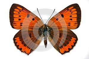 Large Copper (Lycaena dispar) photo