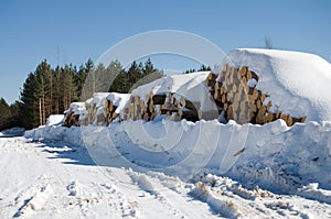 Large Cords of Wood from Deforestation of Beautiful Evergreens During the Winter Season