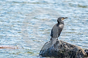 Large cormorant (Corvus marinus) perched atop a large rock in the middle of a body of water