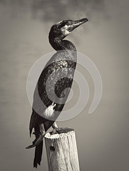 The large cormorant posing on a wooden log in a lagoon