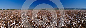 Large cotton field.