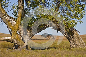 Large Cottonwood Tree Arch at Kansas Tallgrass Prairie Preserve