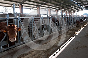 Large cow farm