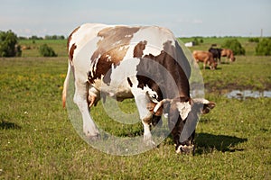 Large cow is grazing in the meadow photo