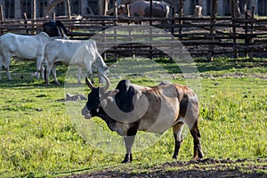 A large cow, a lot of meat standing in the farm Agricultural lawn area cattle