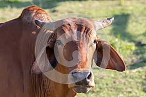 A large cow, a lot of meat standing in the farm Agricultural lawn area cattle