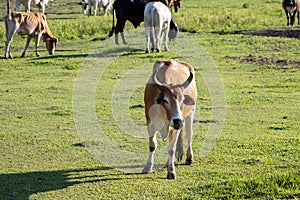 A large cow, a lot of meat standing in the farm Agricultural lawn area cattle at Thailand