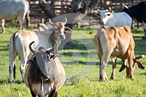 A large cow, a lot of meat standing in the farm Agricultural lawn area cattle at Thailand