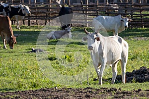 A large cow, a lot of meat standing in the farm Agricultural lawn area cattle at Thailand