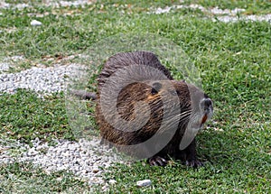 Large coypu or nutria, an herbivorous semiaquatic rodent, on a field of northern Italy.