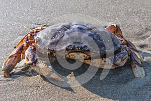 Large Crab on Beach