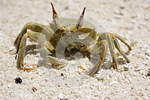 A large crab crawled out on a white sandy beach on a sunny day on the maldives kuramathi island photo