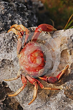 Large crab shell on an uneven surface rock nearby a beach in Cuba