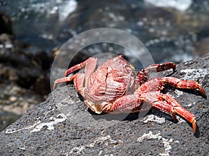 Large crab at stoney beach