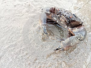 Large crabs are found on the beaches of Malaysia