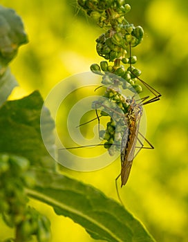 Large Crane Fly hanging from Curled Dock fruits