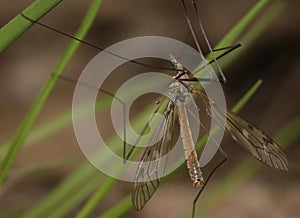 Large crane fly sitting on the grass