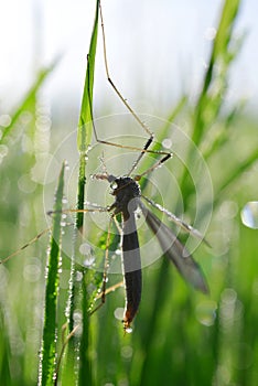 Large Crane Fly