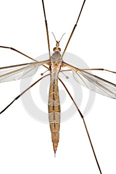 Large Cranefly photo