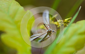 Large cranefly, tipula maxima insect sitting on leaf. Macro animal background photo
