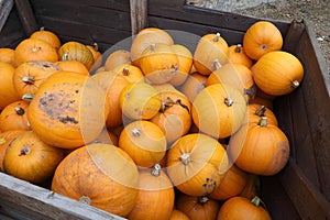 Large crate full of Pumpkins for Halloween