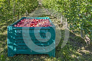 Large crates are filled with the delicious red apples from Val Venosta, Lasa, South Tyrol, Italy photo