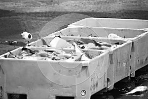 Large crates full of freshly caught fewls in black and white