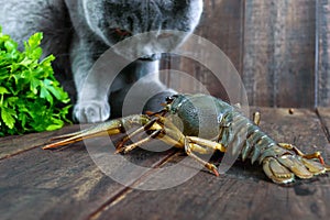 The large crayfish retreats on the wooden table, the gray cat carefully looks at it