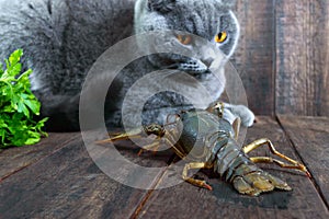 The large crayfish retreats on the wooden table, the gray cat carefully looks at it