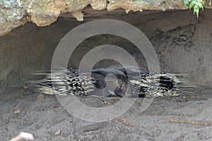 Large Crested Porcupine