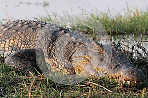 Large crocodile in Africa