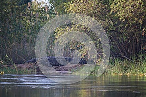 LARGE CROCODILE ON THE BANK OF AN ISLAND IN A RIVER