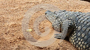 Large crocodile close-up sleeping on a light orange ground with small stones. Next is a yellow leaf