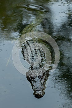 A large crocodile floating in water with the head and the back scales visable