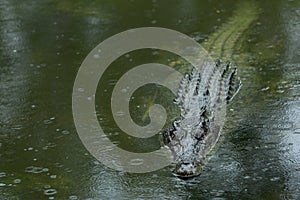 A large crocodile floating in water with the head and the back scales visable in dark water