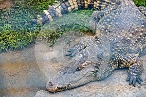 A large crocodile lies on the water`s edge