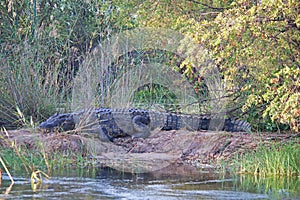 LARGE CROCODILE LYING ON A RIVER BANK IN THE AFRICAN WILDERNESS